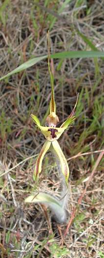 Caladenia - orchidaceae_mantis_003.jpg